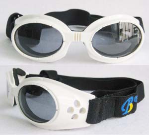 pet eyewear ۾   С빷̫۴ͼ